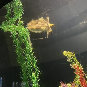 Cuttlefish (6/23/21)