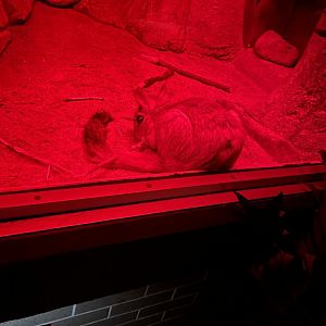 Springhaas (6/23/21)