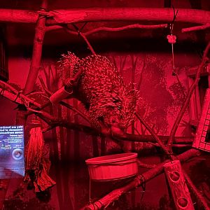 Prehensile-Tailed Porcupine (6/23/21)