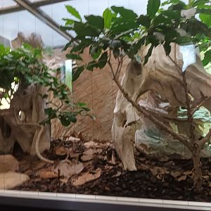 Gaboon Viper Habitat