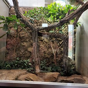 Whites Tree Frog and Green Tree Python Habitat