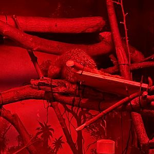 Baby Prehensile-Tailed Porcupine (6/23/21)