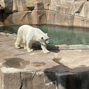 Snow Lilly (Polar Bear) (6/23/21)