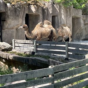 Bactrian Camel and Calf (6/23/21)
