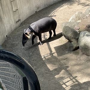 Baird's Tapir (6/23/21)
