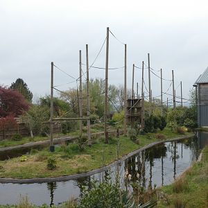 Siamang island in Gibbon Forest