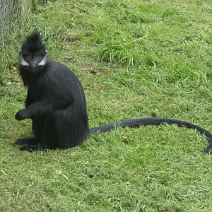 Francois' langur