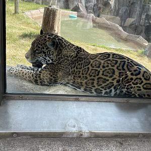 Jaguar (6/23/21)