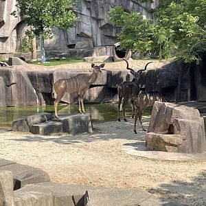 Greater Kudu Trio (6/23/21)