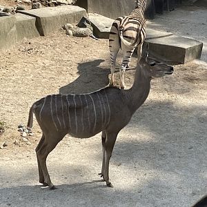 Greater Kudu and Plains (?) Zebra (6/23/21)