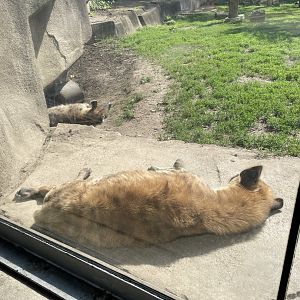 Spotted Hyenas (6/23/21)