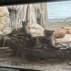African Lionesses (6/23/21)