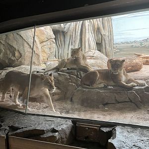 African Lioness Trio (6/23/21)