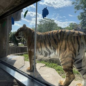 Amur Tiger (6/23/21)