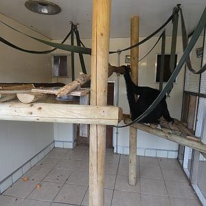 Spider monkey indoor