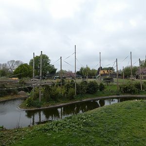 Northern white-cheeked gibbon island