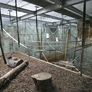 Siamang indoor enclosure