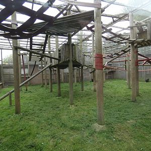 Francois' langur enclosure