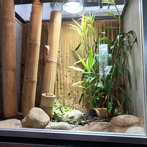 Thai bamboo Racer Habitat