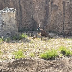Peahen and Chicks in Hippo Exhibit (6/23/21)