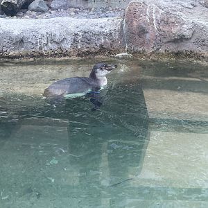 Penguin Chick (6/23/21)