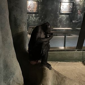 Laura the Bonobo (6/23/21)