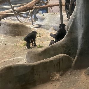 Claudine and Qasai the Bonobos (6/23/21)