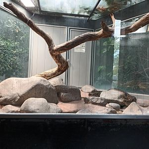 Burmese rock Python Habitat