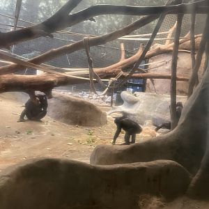 Bonobos Foraging (6/23/21)