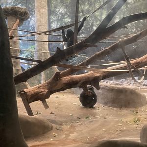 Bonobos Climbing (6/23/21)