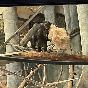 Claudine the Bonobo (6/23/21)