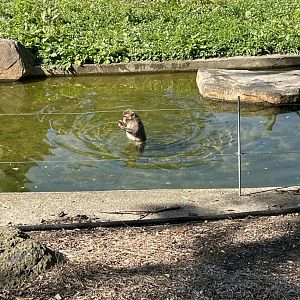 Young Japanese Macaque Wading (6/23/21)