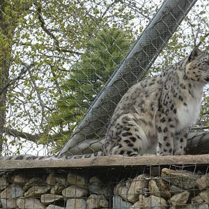 Snow leopard