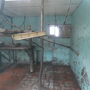 Columbian black spider monkey indoor enclosure