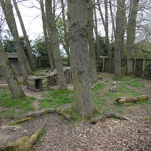Mitchie's tufted deer enclosure