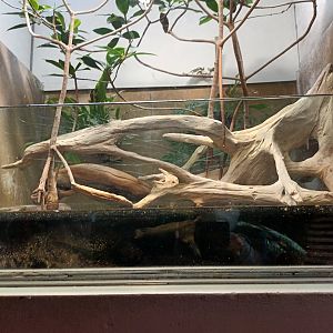 Atlantic Mudskipper Palaudarium