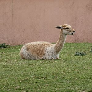 Vicuna