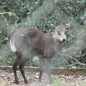 Mitchie's tufted deer