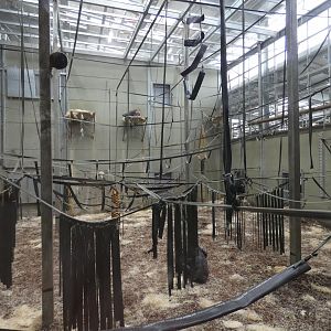 Indoor Chimpanzee enclosure