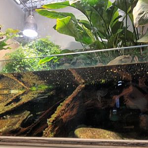 Tonkin bug eyed Frog and Chinese crocodile Lizard Palaudarium