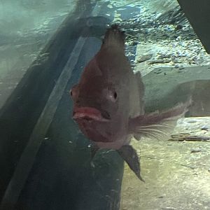 Albino Tilapia (4/23/2022)