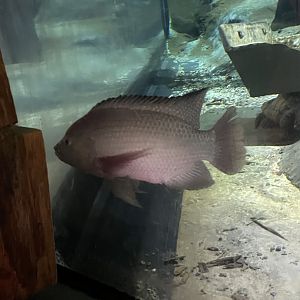 Albino Tilapia (4/23/2022)