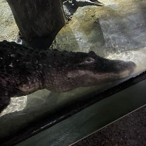 American Alligator (4/23/2022)