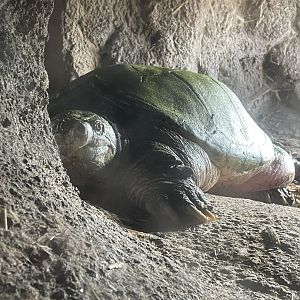 Common Snapping Turtle (4/23/2022)