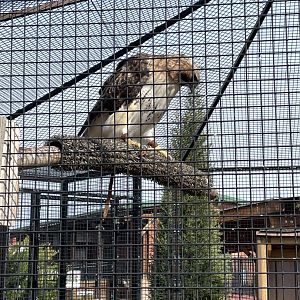 Red-Tailed Hawk (4/23/2022)