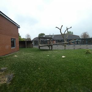 Gorilla outdoor enclosure