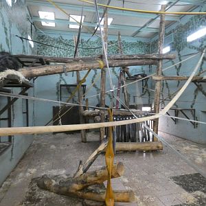 Bonobo indoor enclosure