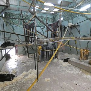 Bonobo indoor enclosure (2)