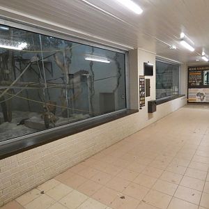 Bonobo indoor viewing area