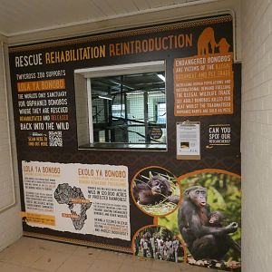 Viewing area into Bonobo bedroom